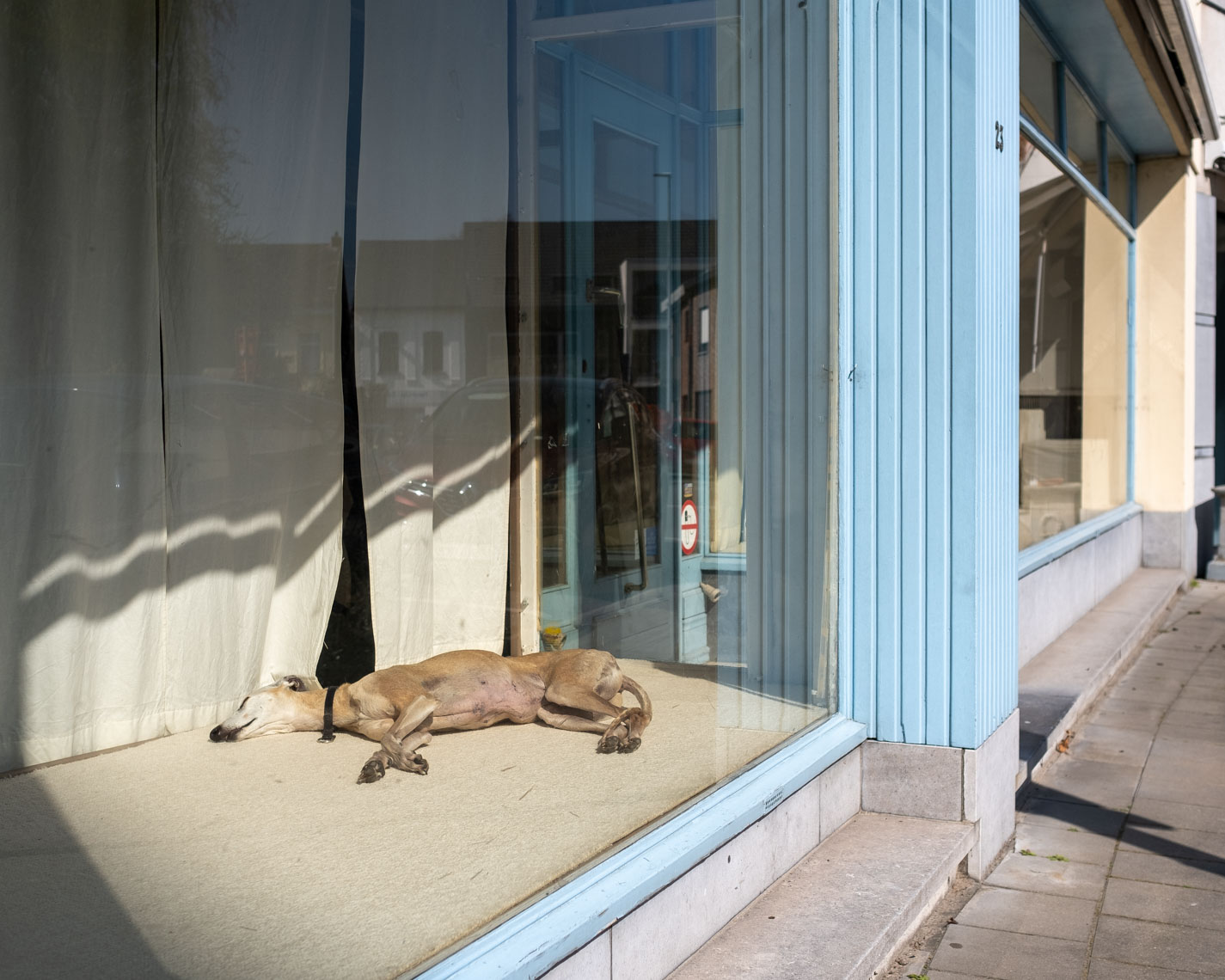 Hond in een vitrine tijdens de coronacrisis in Onze-Lieve-Vrouw-Waver